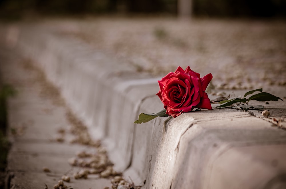 red rose on gray concrete