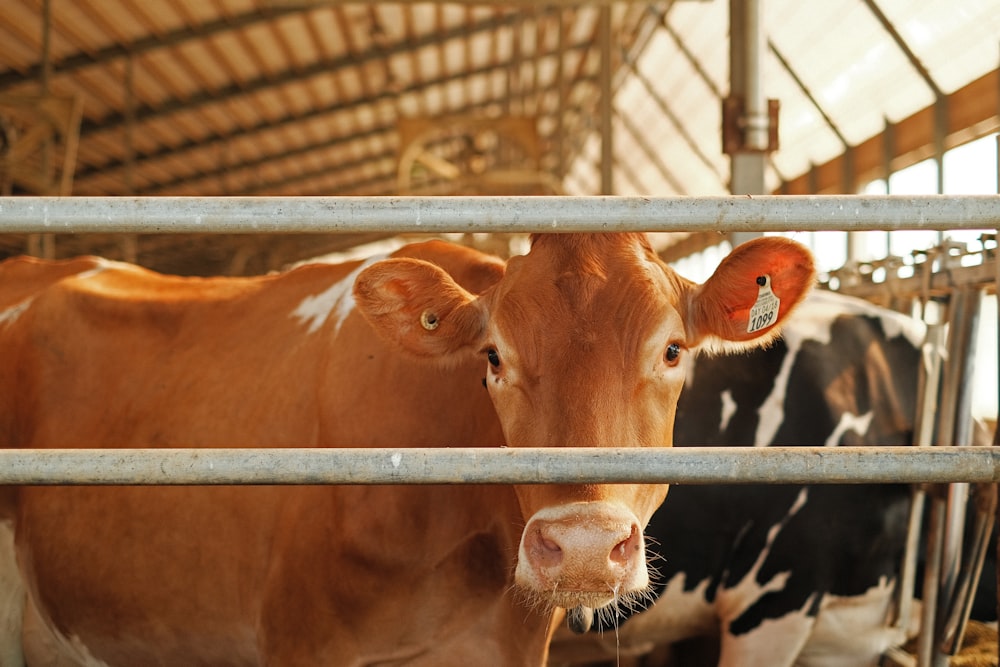 brown cow in cage during daytime