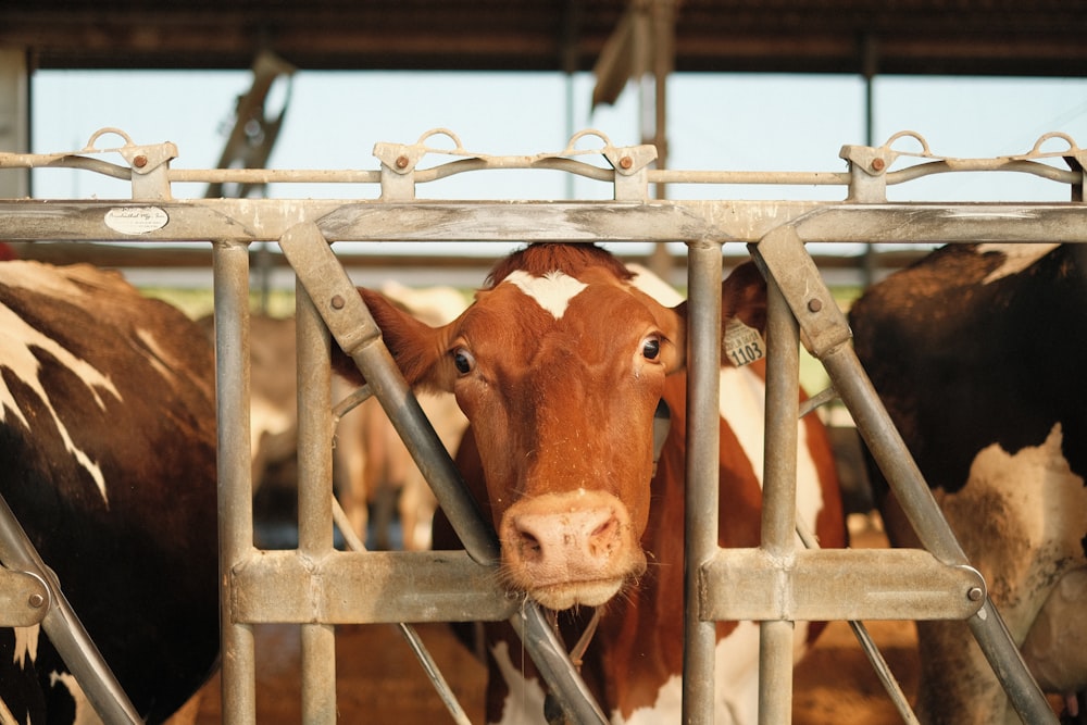 brown cow in a cage