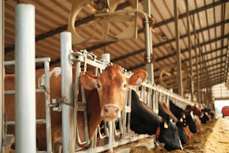 brown cow in a cage