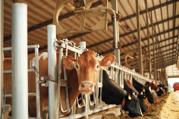Brown dairy cow in barn stall