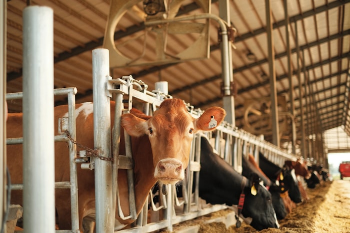Brown dairy cow in barn stall