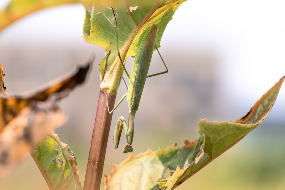 green praying mantis perched on green leaf in close up photography during daytime