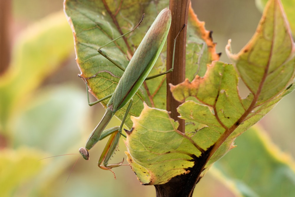 green praying mantis on green leaf
