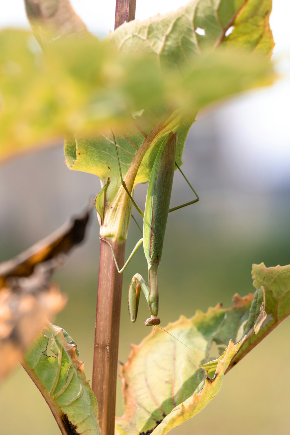 green praying mantis on green leaf in close up photography during daytime