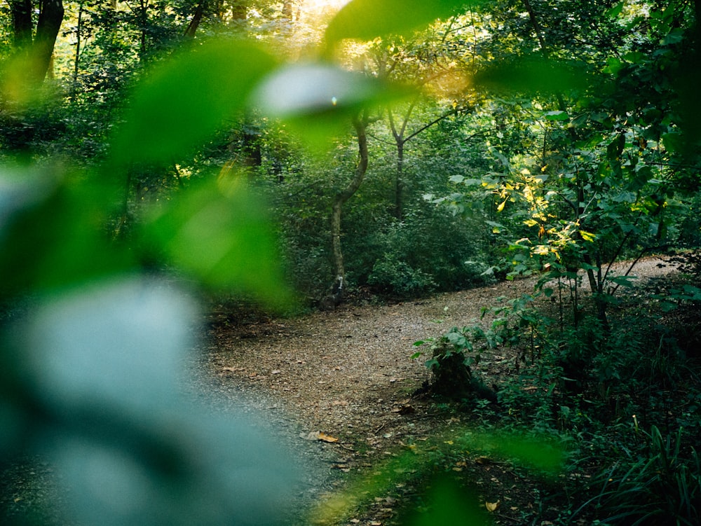 green trees and plants during daytime