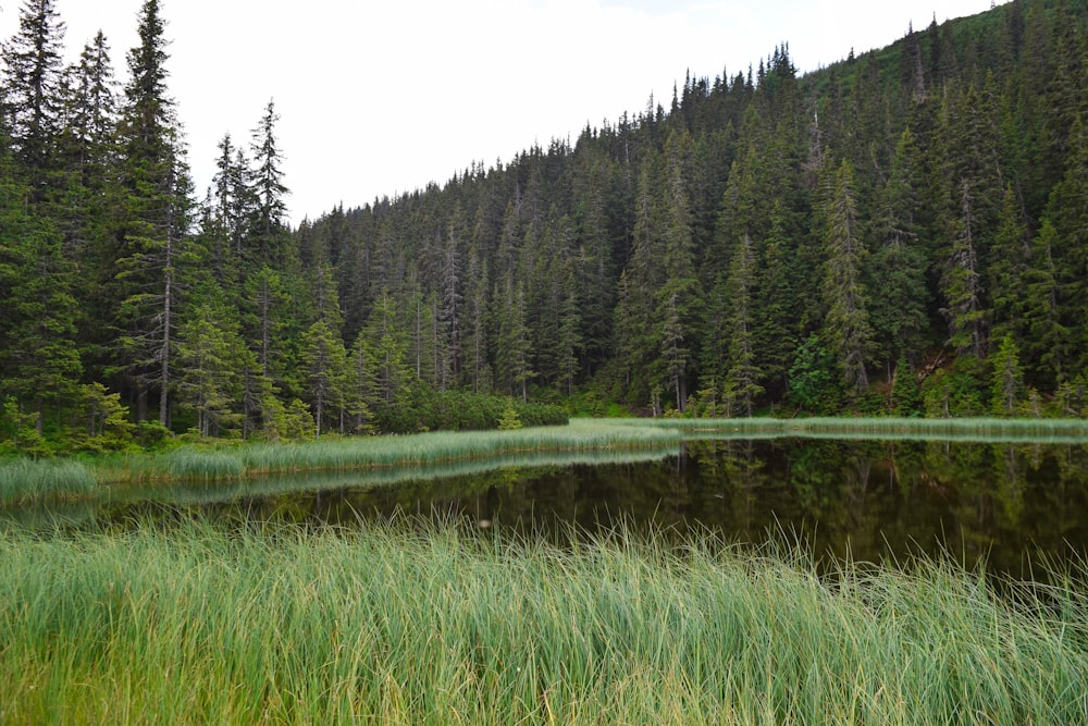 green grass field near lake during daytime