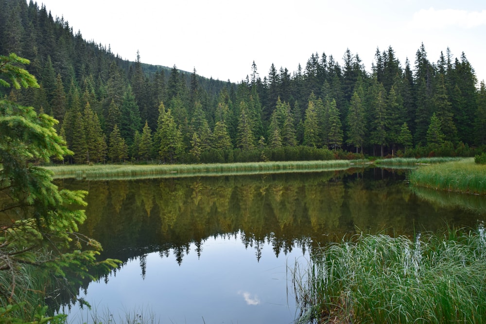 green trees beside lake during daytime