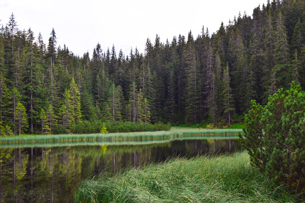 green trees beside river under white sky during daytime