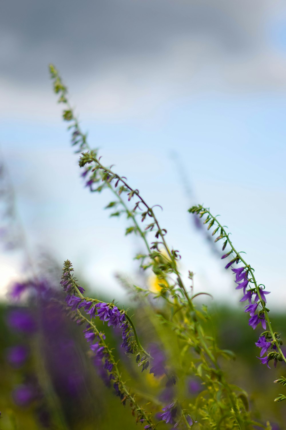 purple flower in tilt shift lens