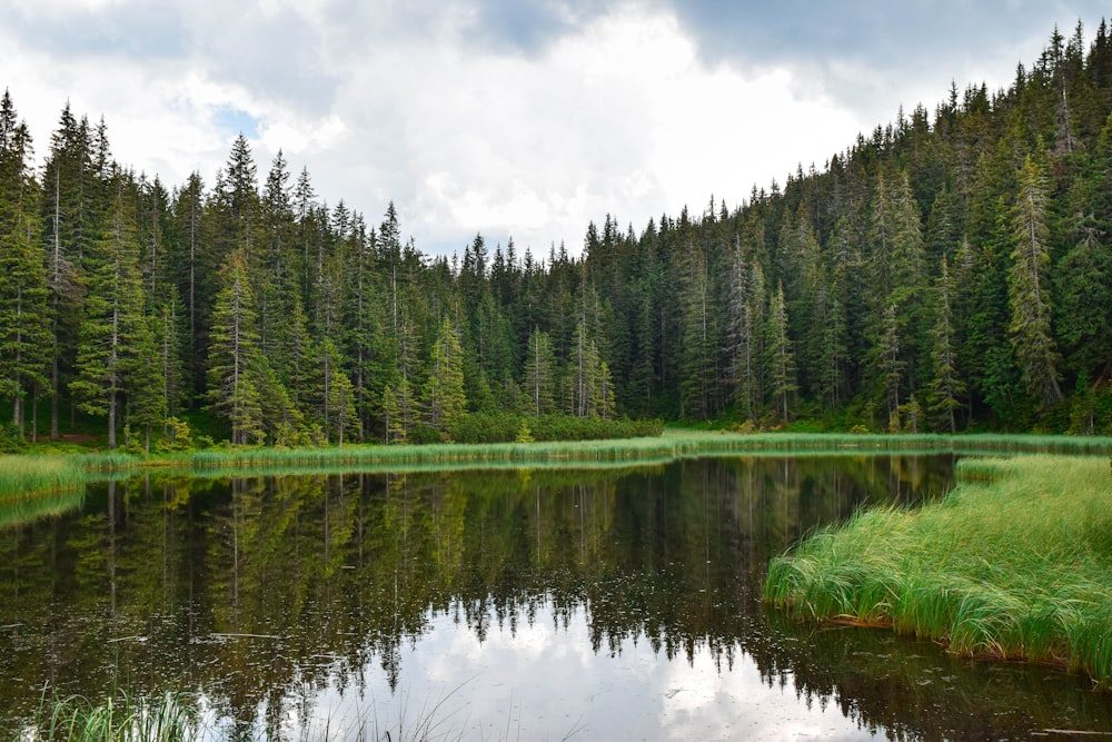 green pine trees beside river under cloudy sky during daytime