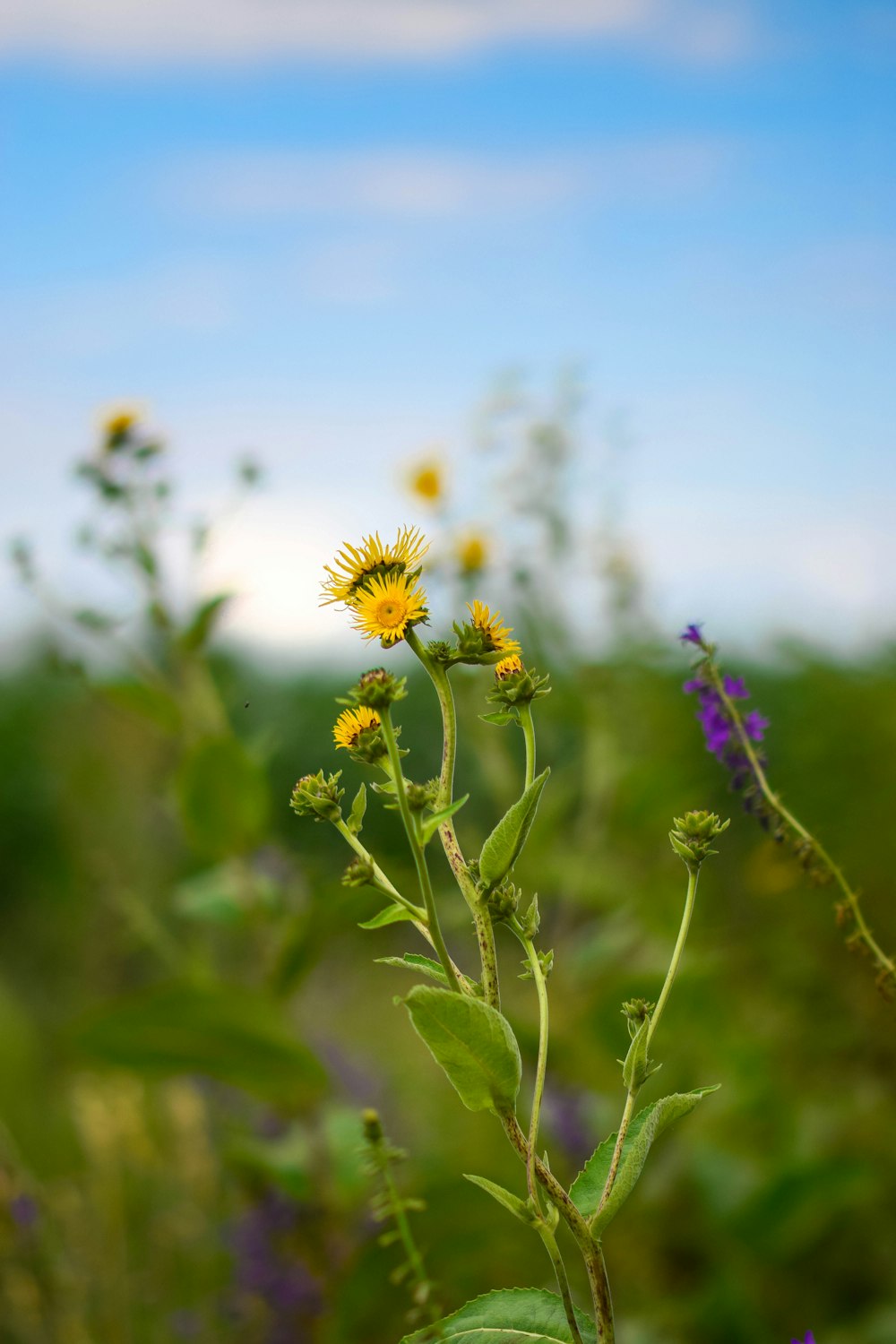 white and yellow flowers in tilt shift lens