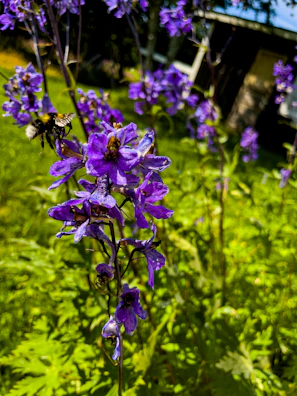 A colorful garden patch with blooming flowers and buzzing bees on a sunny day.