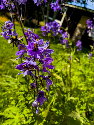 A vibrant flower bed in full bloom with bees and butterflies in a sunny garden near Plovdiv.