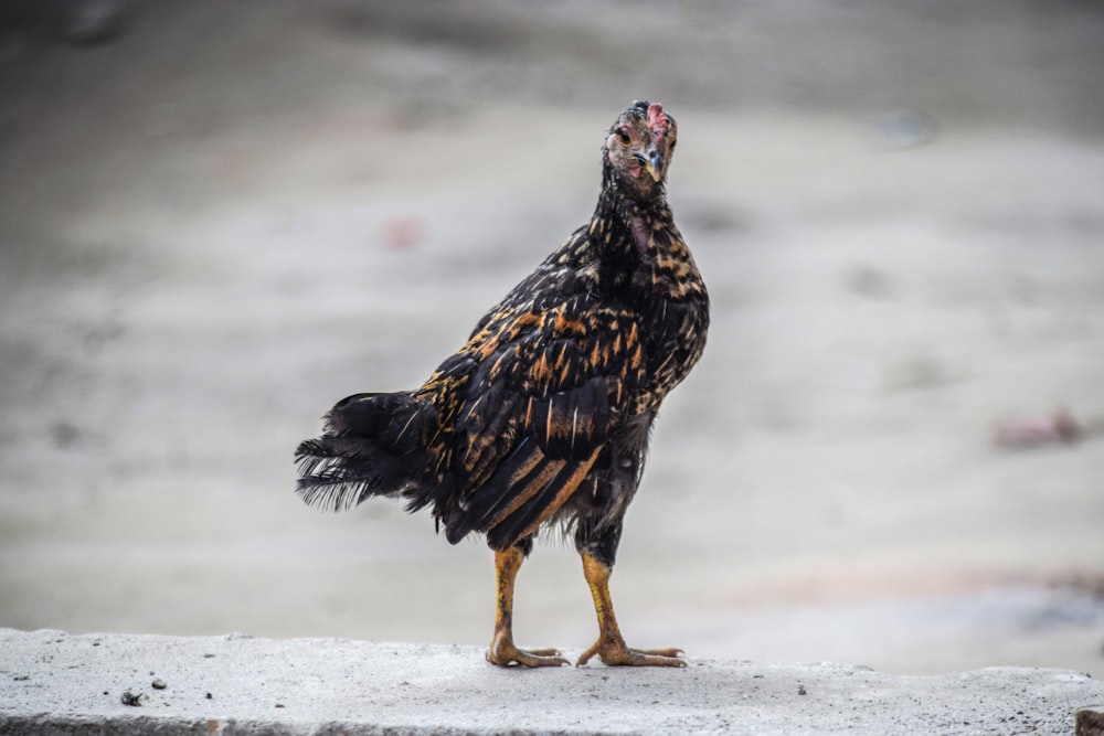 black and white chicken on white snow during daytime