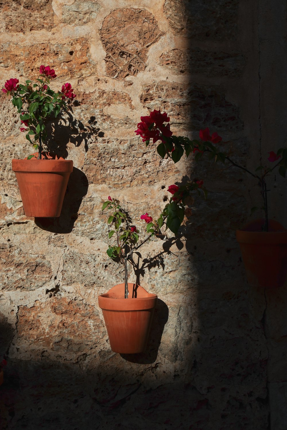 green plant on brown clay pot