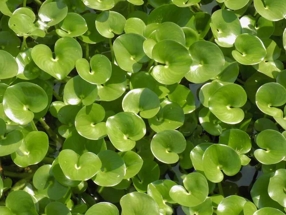 水滴のある緑の葉
