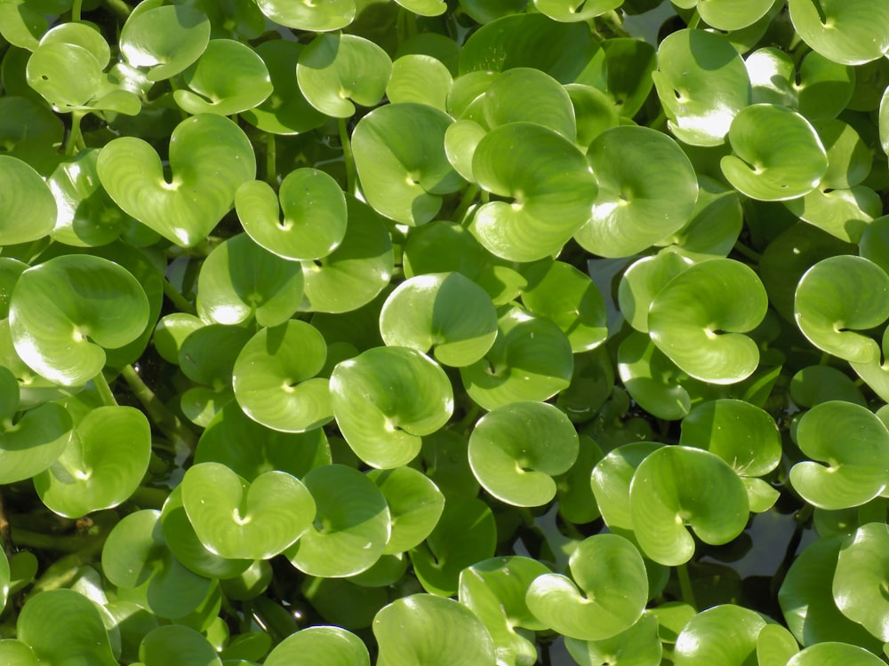 folhas verdes com gotículas de água