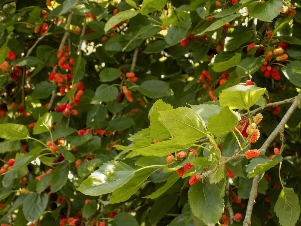 red round fruits on green leaves