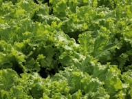 Leaf batavia is a cross between a pick and a head lettuce