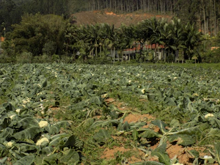 A vibrant field of hybrid cauliflower plants growing in fertile Haryana soil under a clear blue sky.