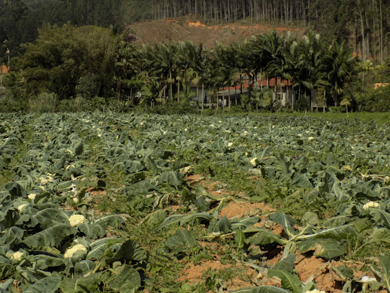 A vibrant field of hybrid cauliflower plants growing in fertile Haryana soil under a clear blue sky.