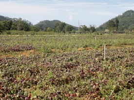 A vast agricultural field filled with rows of plants, possibly beetroot or similar leafy greens. The field is bordered by lush trees and hills in the background, contributing to a serene rural landscape. Sprinklers are visible throughout the field, indicating an irrigation system in place.