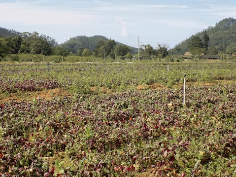 A vast agricultural field filled with rows of plants, possibly beetroot or similar leafy greens. The field is bordered by lush trees and hills in the background, contributing to a serene rural landscape. Sprinklers are visible throughout the field, indicating an irrigation system in place.