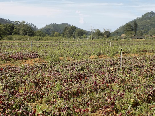 A vast agricultural field filled with rows of plants, possibly beetroot or similar leafy greens. The field is bordered by lush trees and hills in the background, contributing to a serene rural landscape. Sprinklers are visible throughout the field, indicating an irrigation system in place.