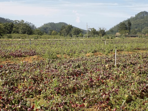 A vast agricultural field filled with rows of plants, possibly beetroot or similar leafy greens. The field is bordered by lush trees and hills in the background, contributing to a serene rural landscape. Sprinklers are visible throughout the field, indicating an irrigation system in place.