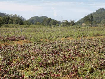 A vast agricultural field filled with rows of plants, possibly beetroot or similar leafy greens. The field is bordered by lush trees and hills in the background, contributing to a serene rural landscape. Sprinklers are visible throughout the field, indicating an irrigation system in place.