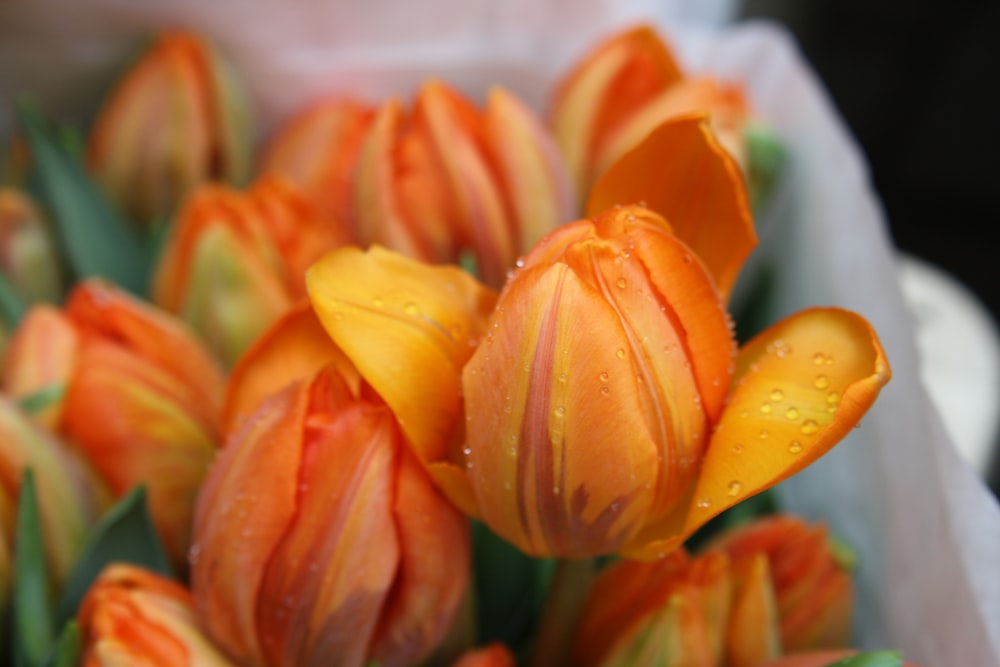 pétales de fleurs orange et jaune