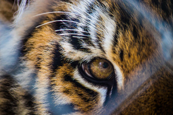 A shadowy tiger's eye glowing intensely in the dark, symbolizing mystery and danger.