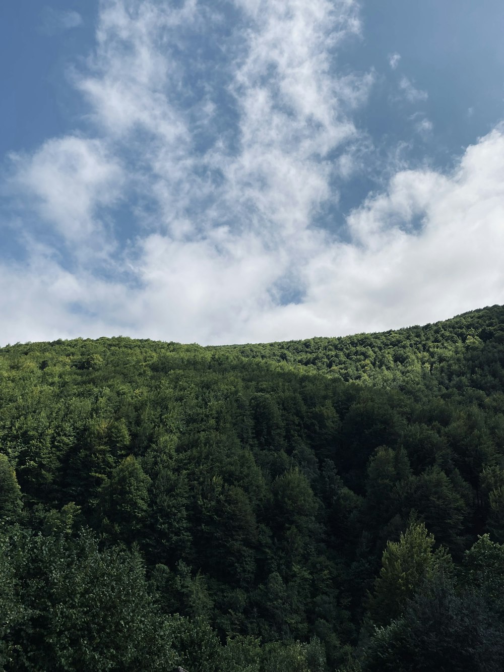 Grüne Bäume am Berg unter blauem Himmel tagsüber