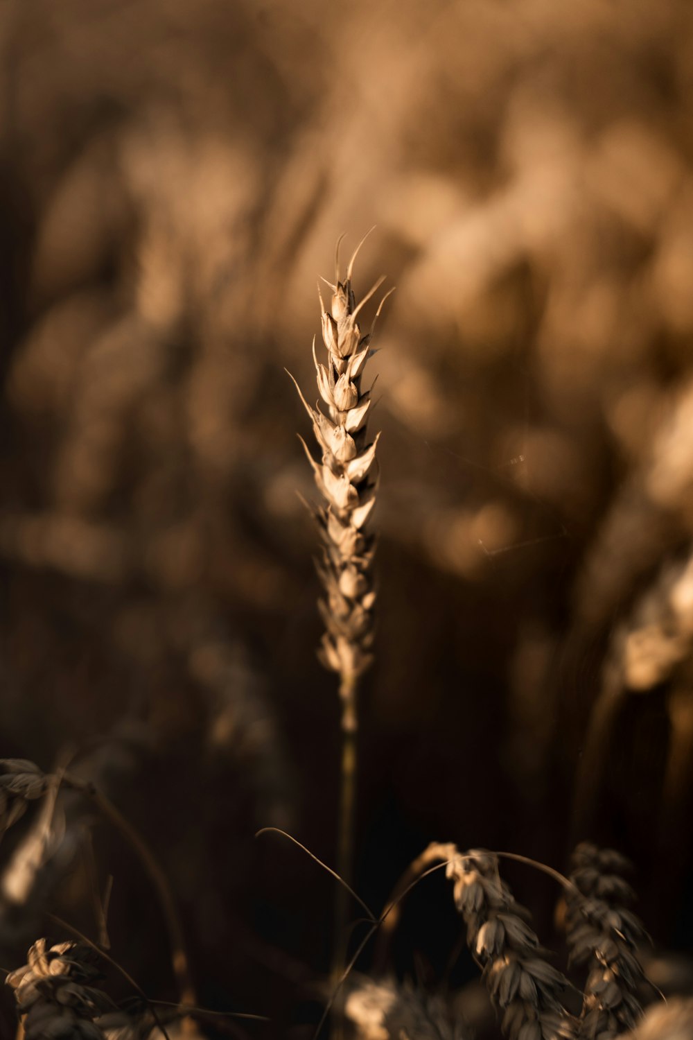 brown wheat in close up photography