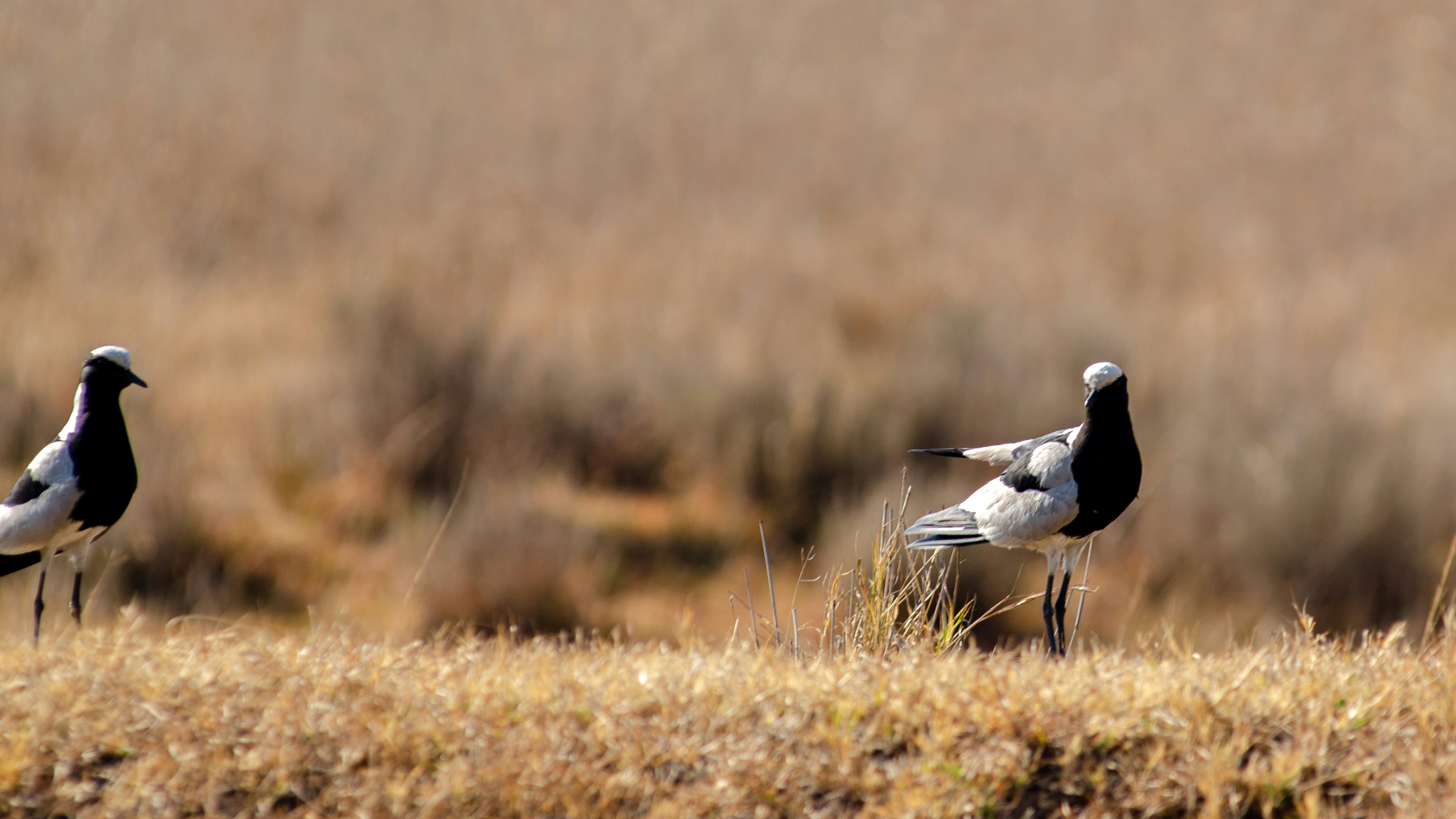 Photo by stewardesign