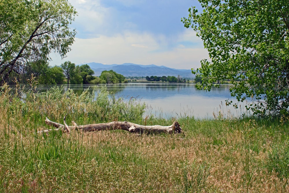 green grass field near lake during daytime