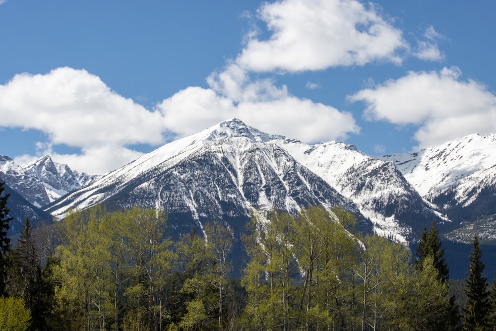 Grüne Bäume in der Nähe eines schneebedeckten Berges unter blauem Himmel während des Tages