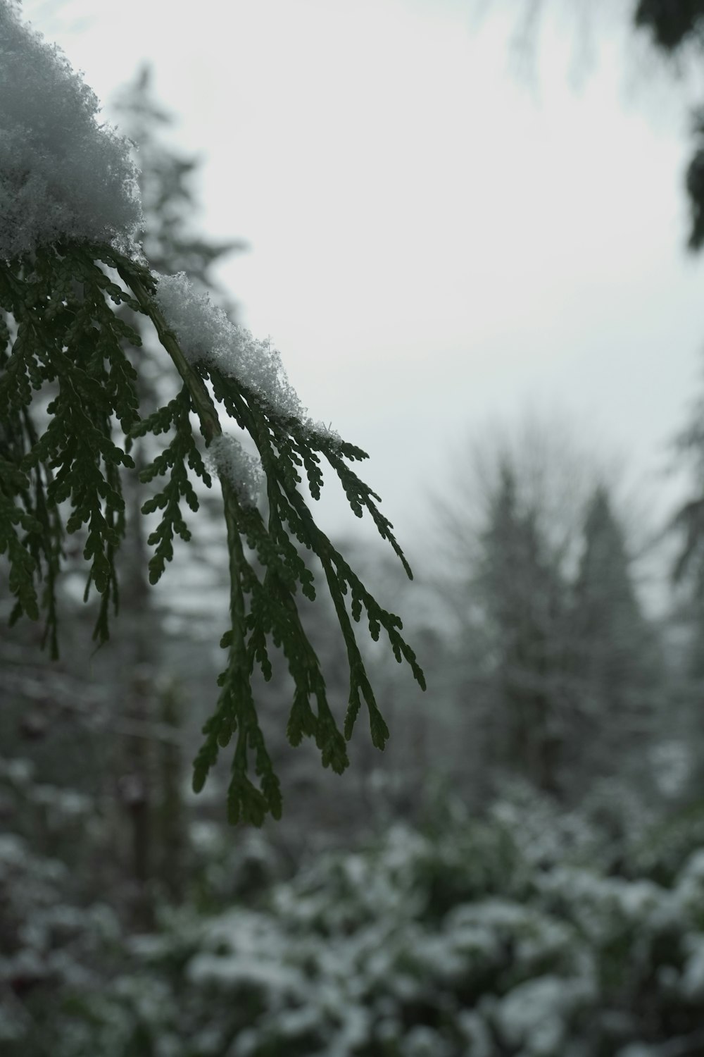 green leaves in tilt shift lens