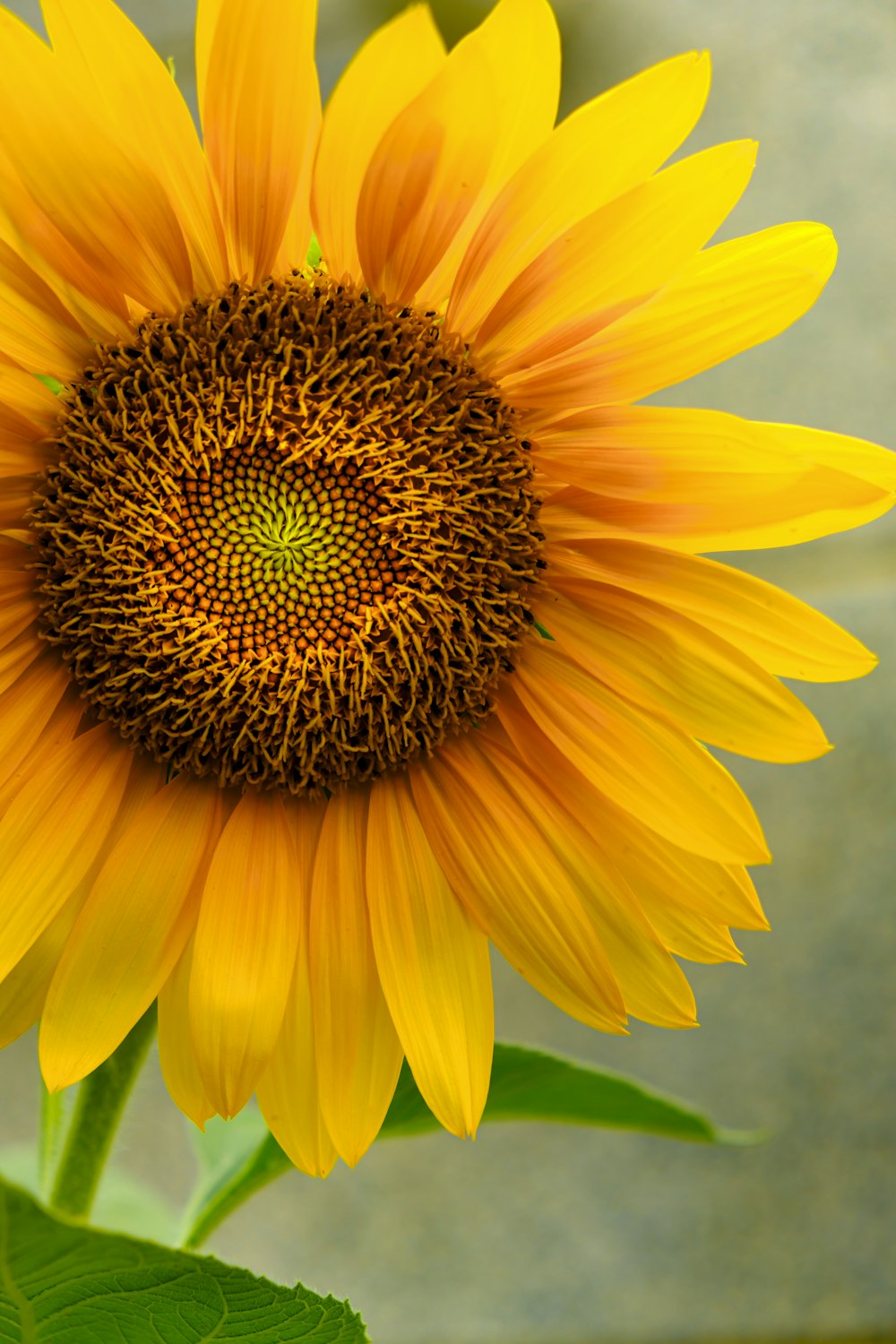 yellow sunflower in close up photography