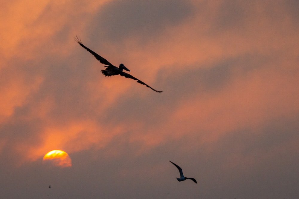 silhouette of bird flying during sunset