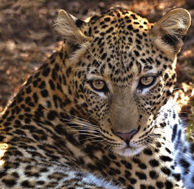 brown and black leopard on brown ground during daytime