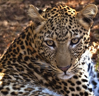 brown and black leopard on brown ground during daytime