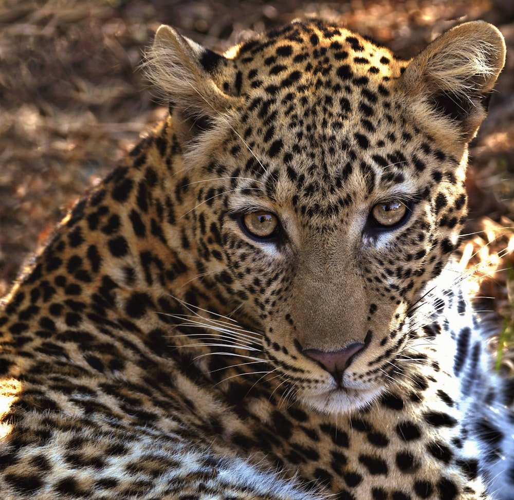 brown and black leopard on brown ground during daytime