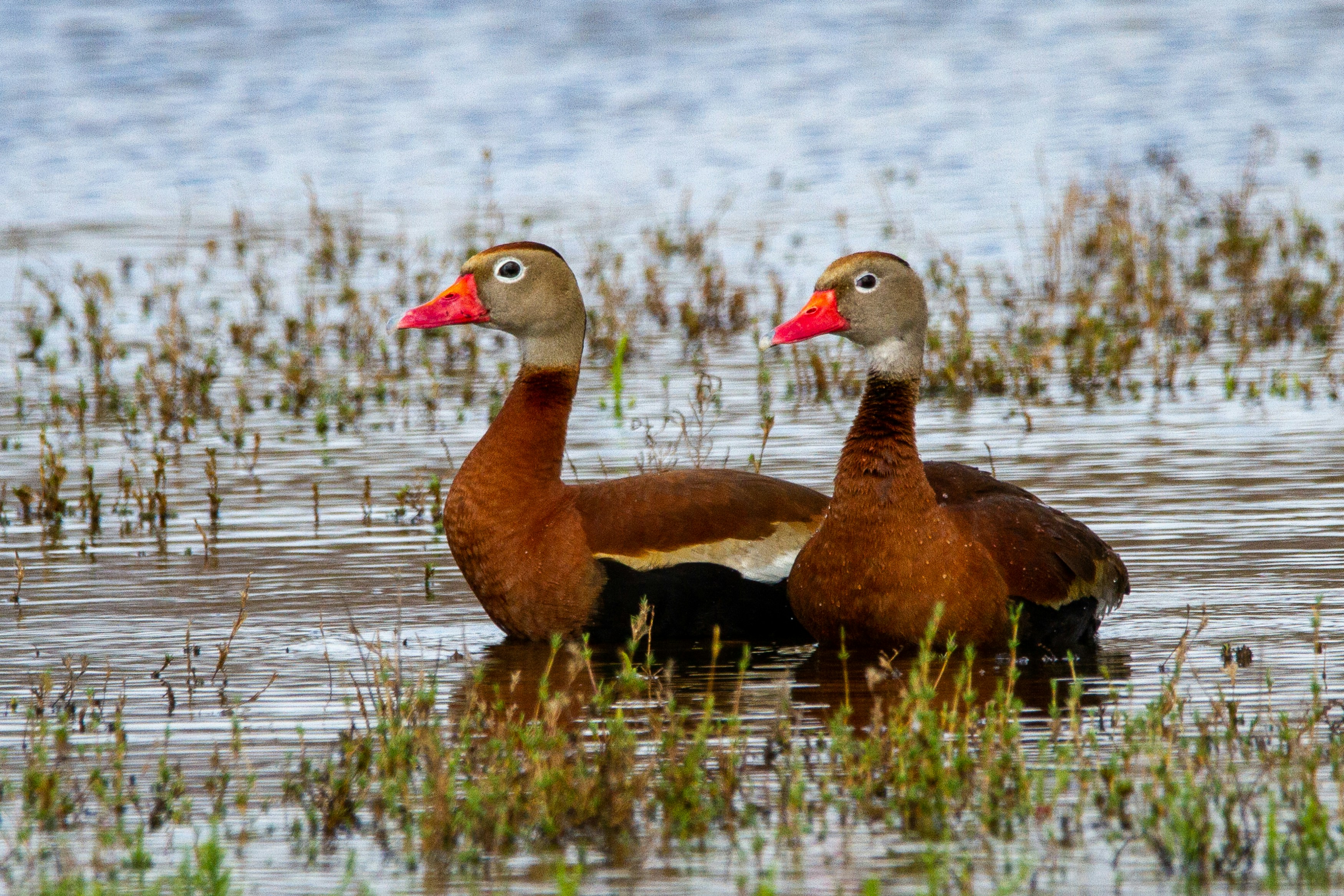 A pair of whistling ducks wade in the shallow water.