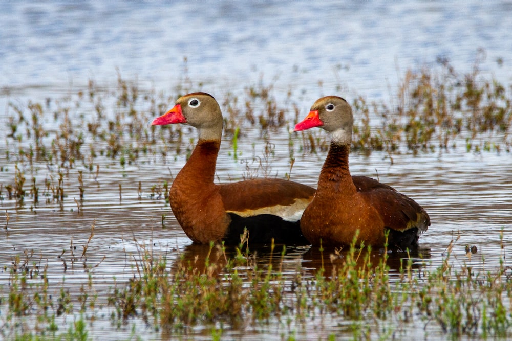 Braune Ente tagsüber auf dem Wasser