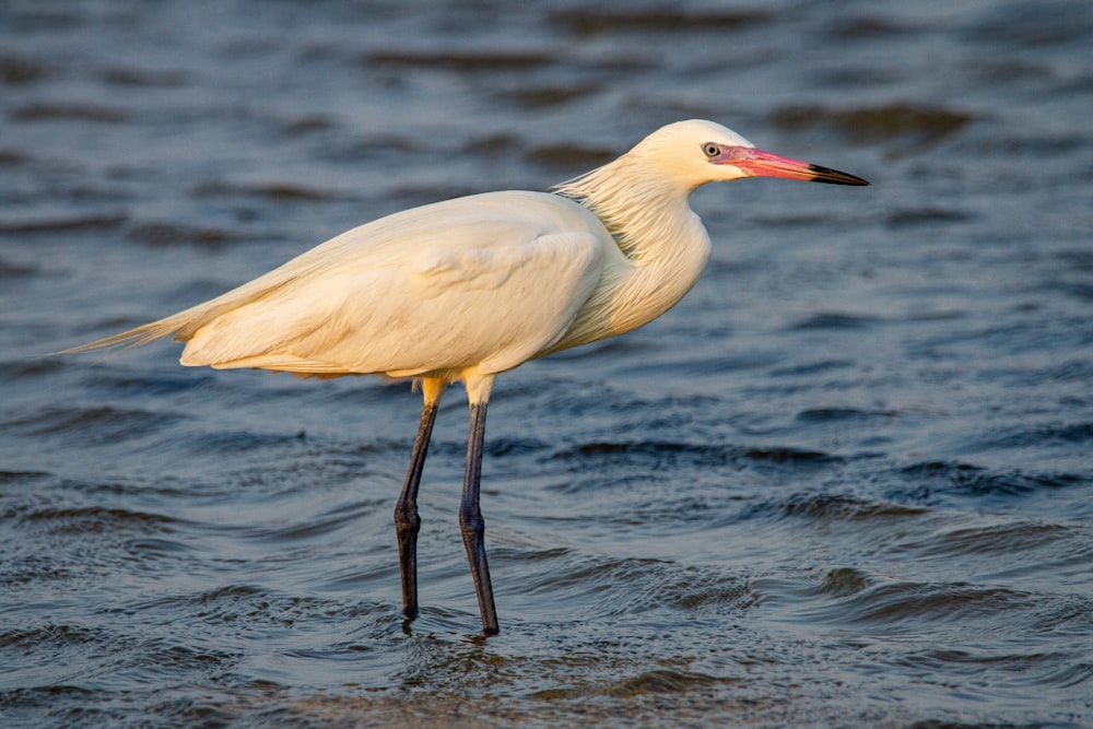 white bird on body of water during daytime