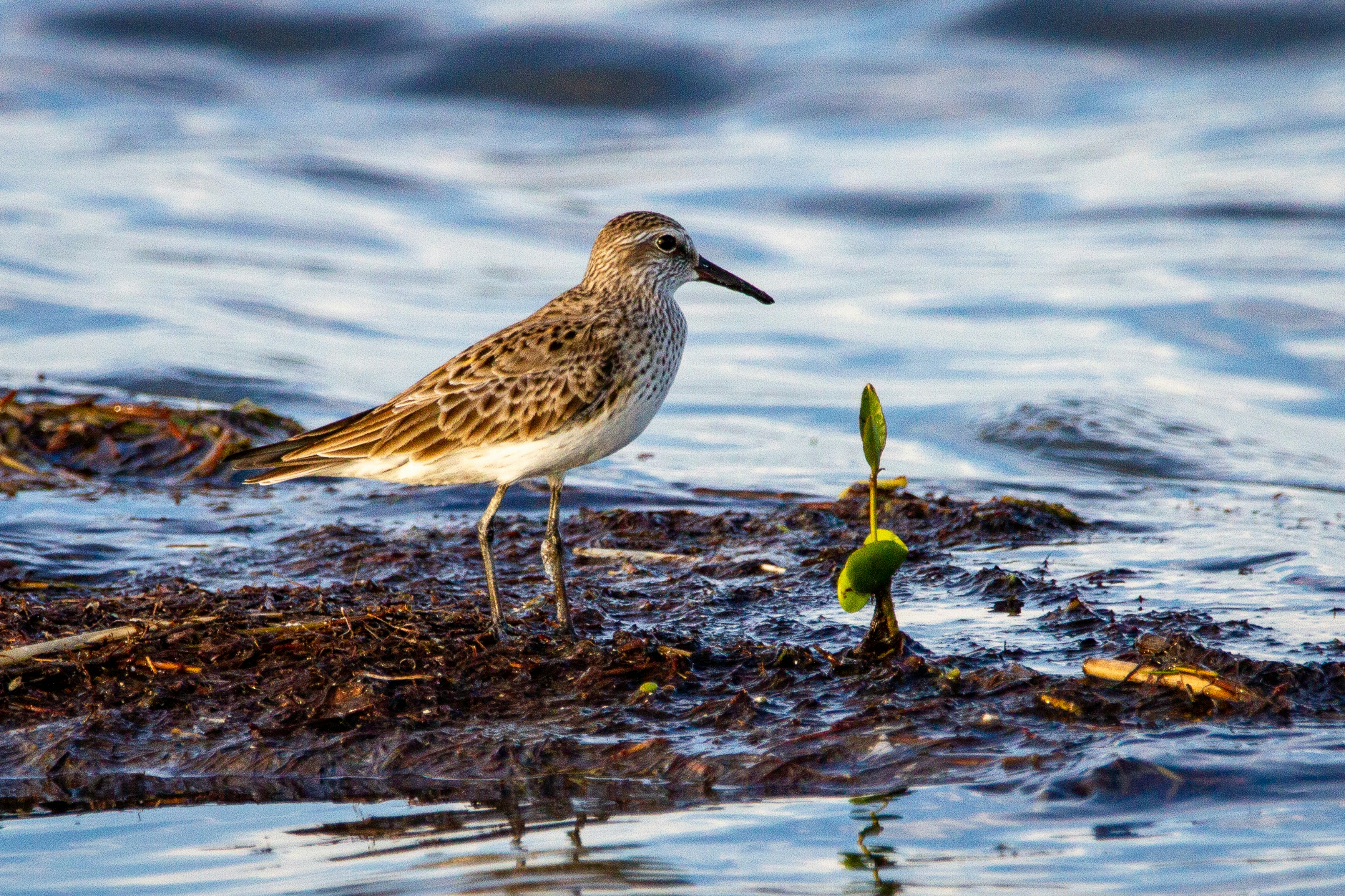 white and brown bird on brown rock near body of water during daytime