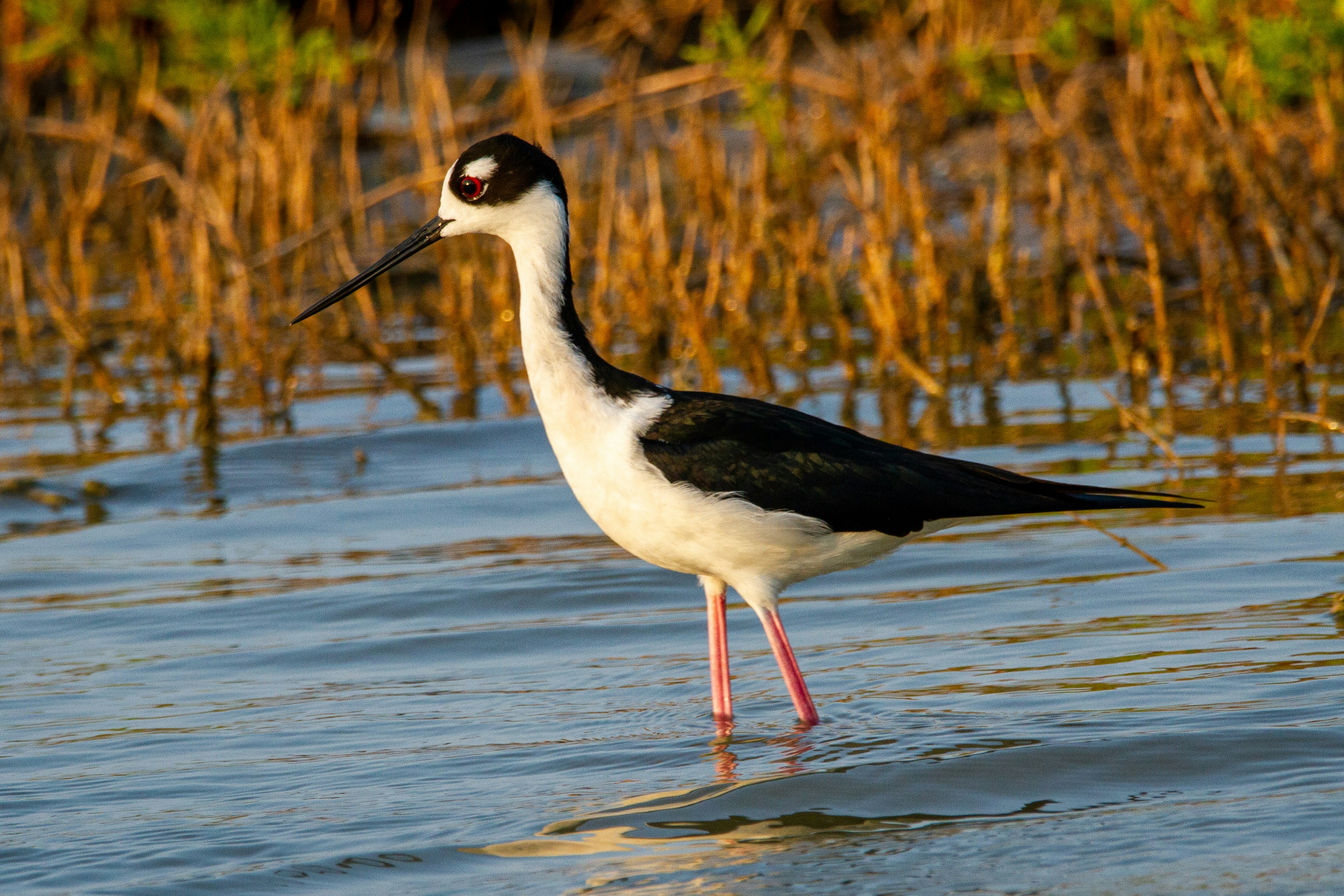 A black-necked stilt wades in the water.