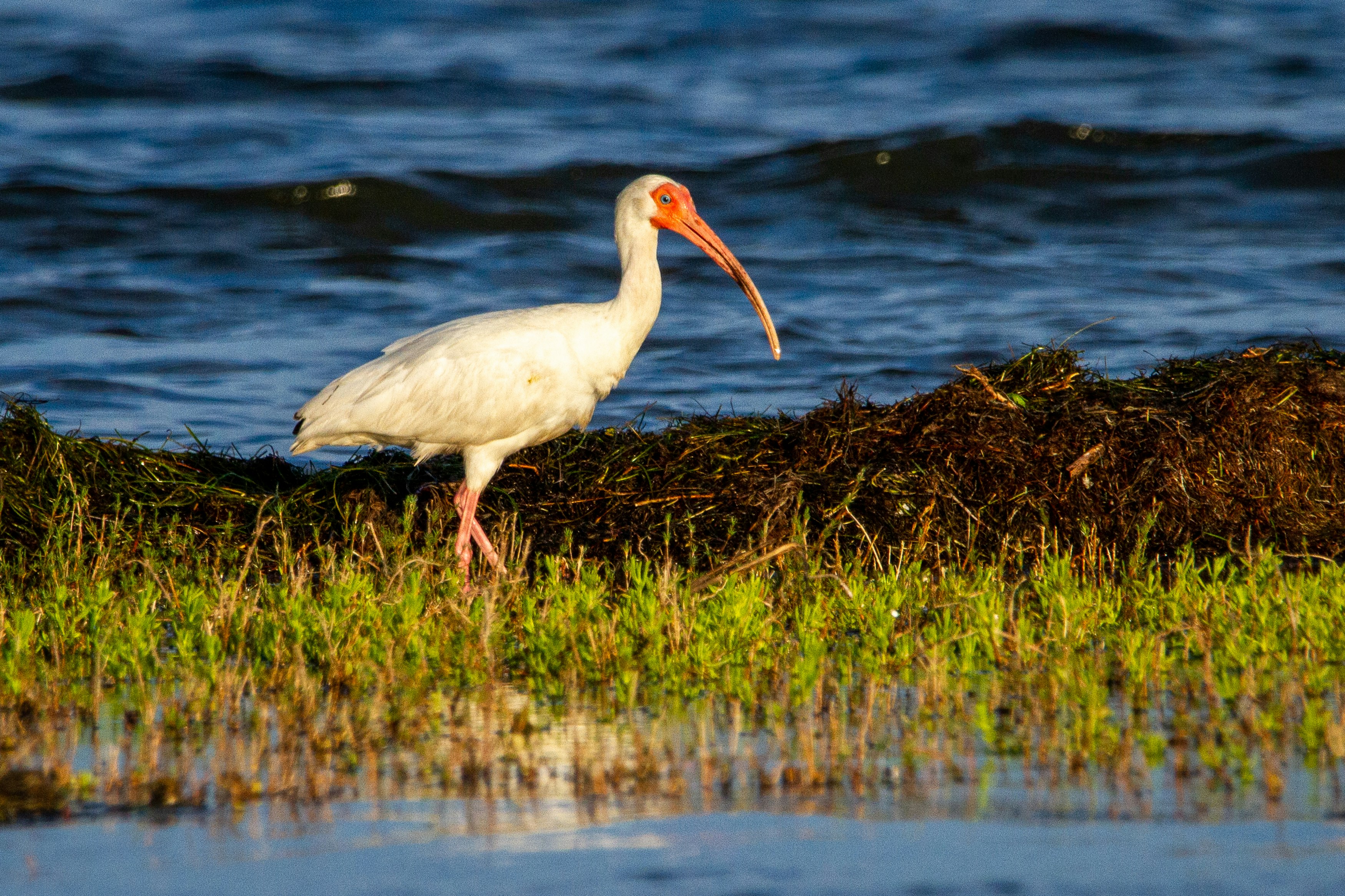 A white ibis forages for food in the shallow water.